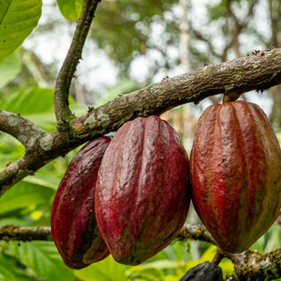 Cacao, nuez moscada y davana