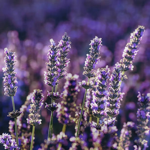 Lavanda, ciruela mirabel y pimienta rosa
