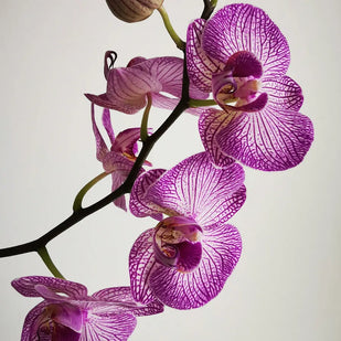 Orquídea, heliotropo y mandarina