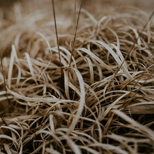 Vetiver, cedro y ambroxan